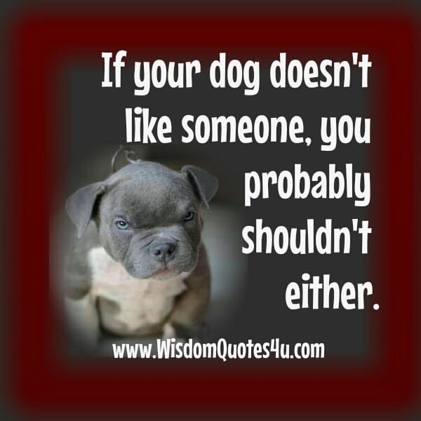 If your dog doesn't like someone
