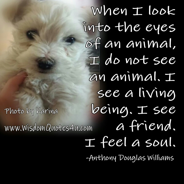 When I look into the eyes of an animal